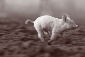 cochon qui court
